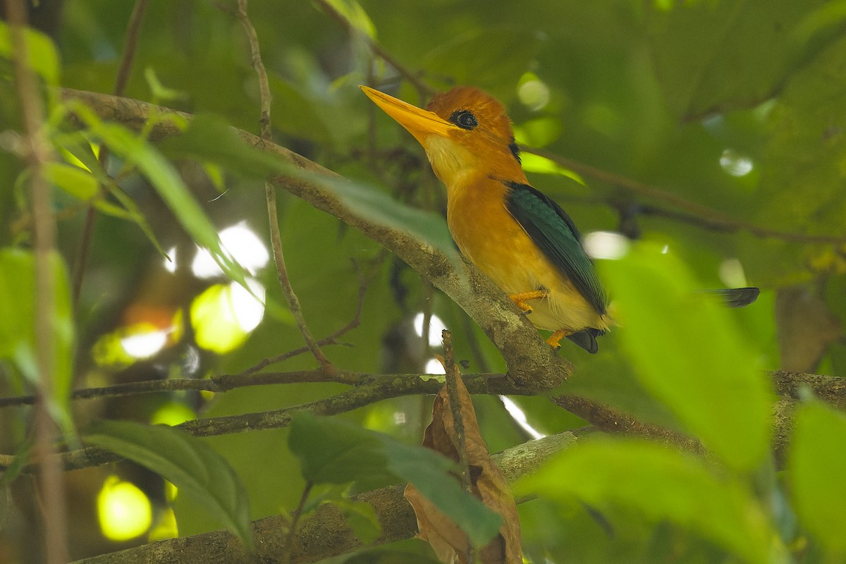 Yellow-billed Kingfisher - ML617238395