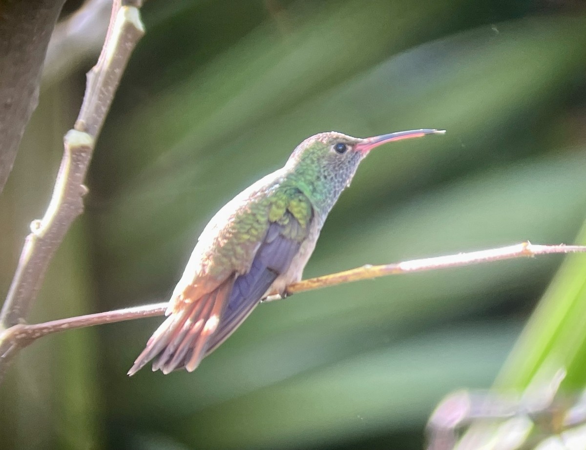 kolibřík yukatanský (ssp. cerviniventris/chalconota) - ML617238584