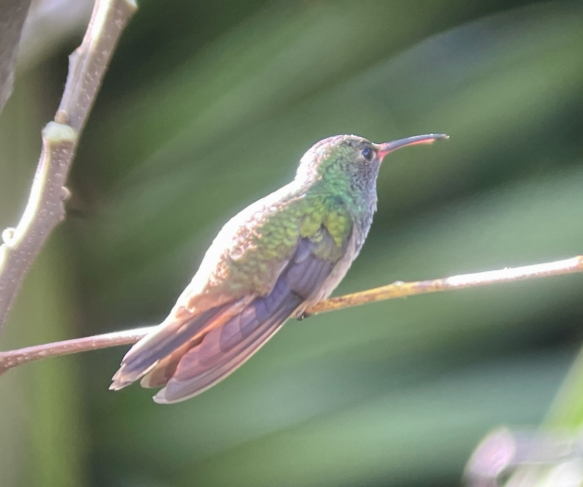 kolibřík yukatanský (ssp. cerviniventris/chalconota) - ML617238585