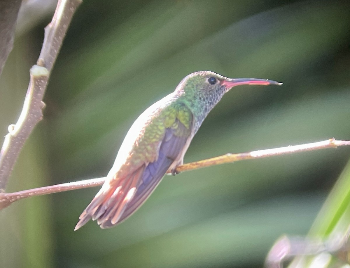 kolibřík yukatanský (ssp. cerviniventris/chalconota) - ML617238586