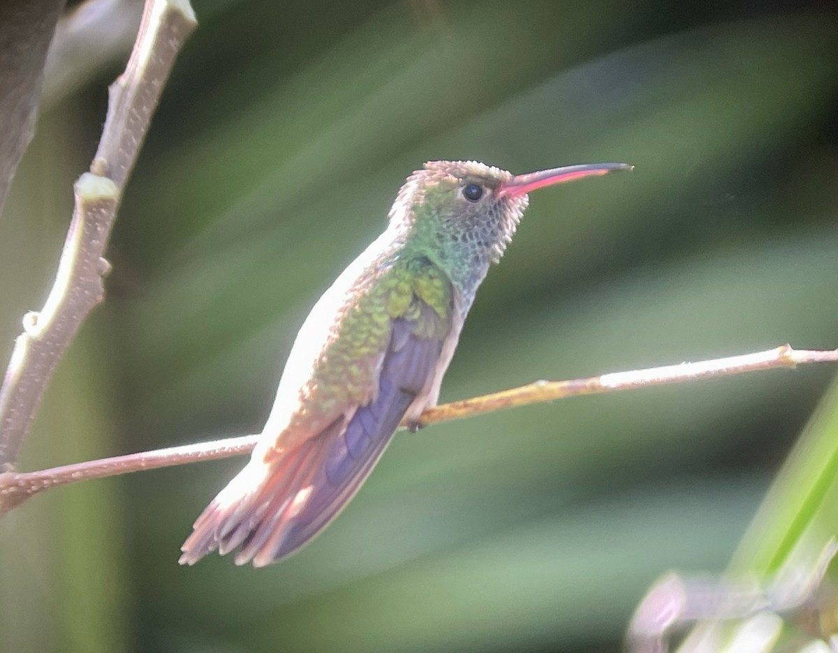 kolibřík yukatanský (ssp. cerviniventris/chalconota) - ML617238587