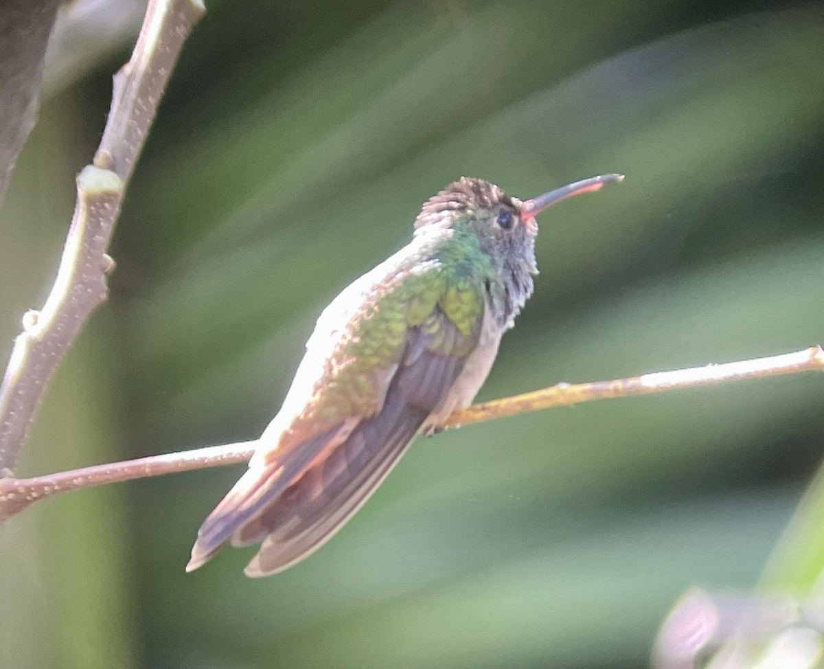 kolibřík yukatanský (ssp. cerviniventris/chalconota) - ML617238588