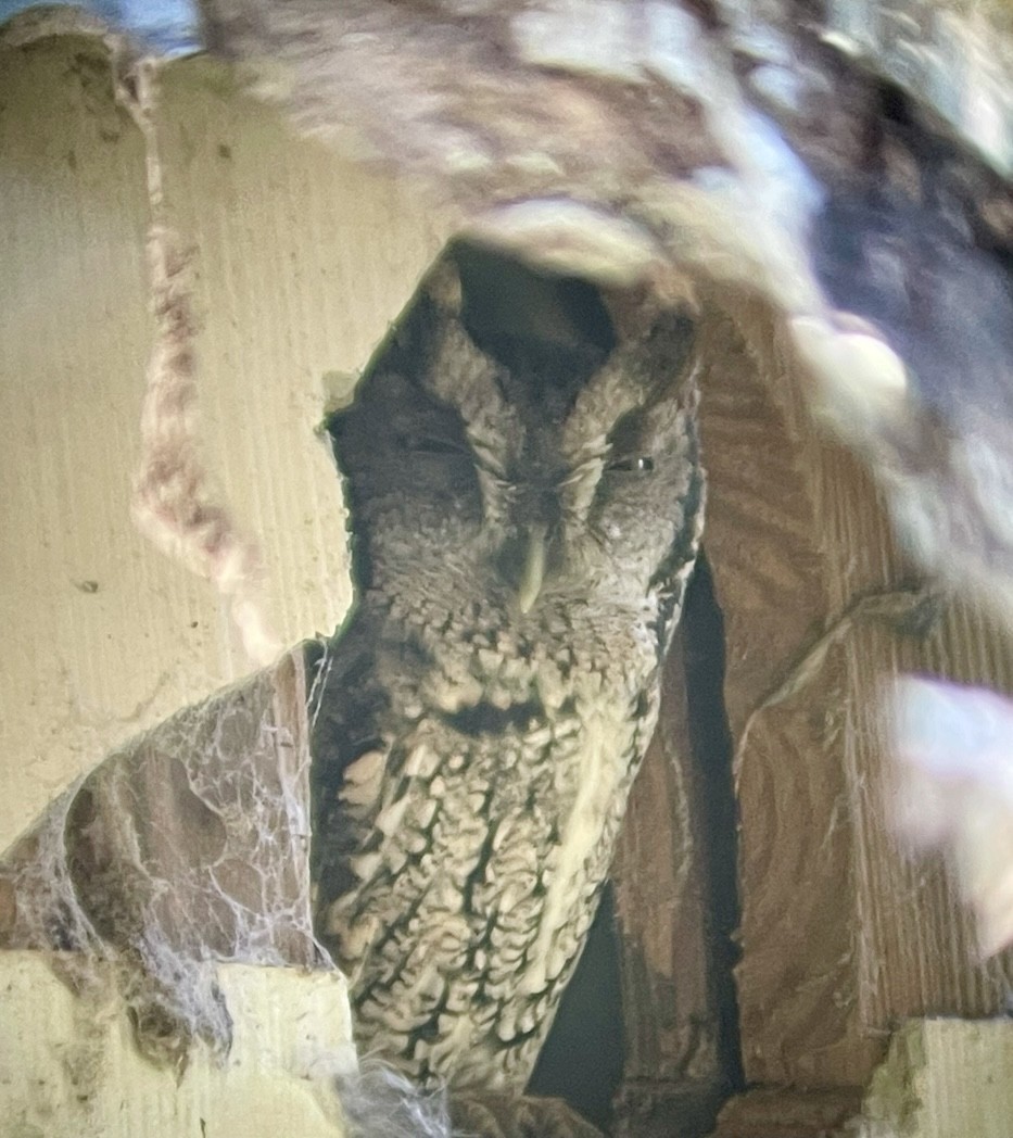 Eastern Screech-Owl (McCall's) - ML617238631
