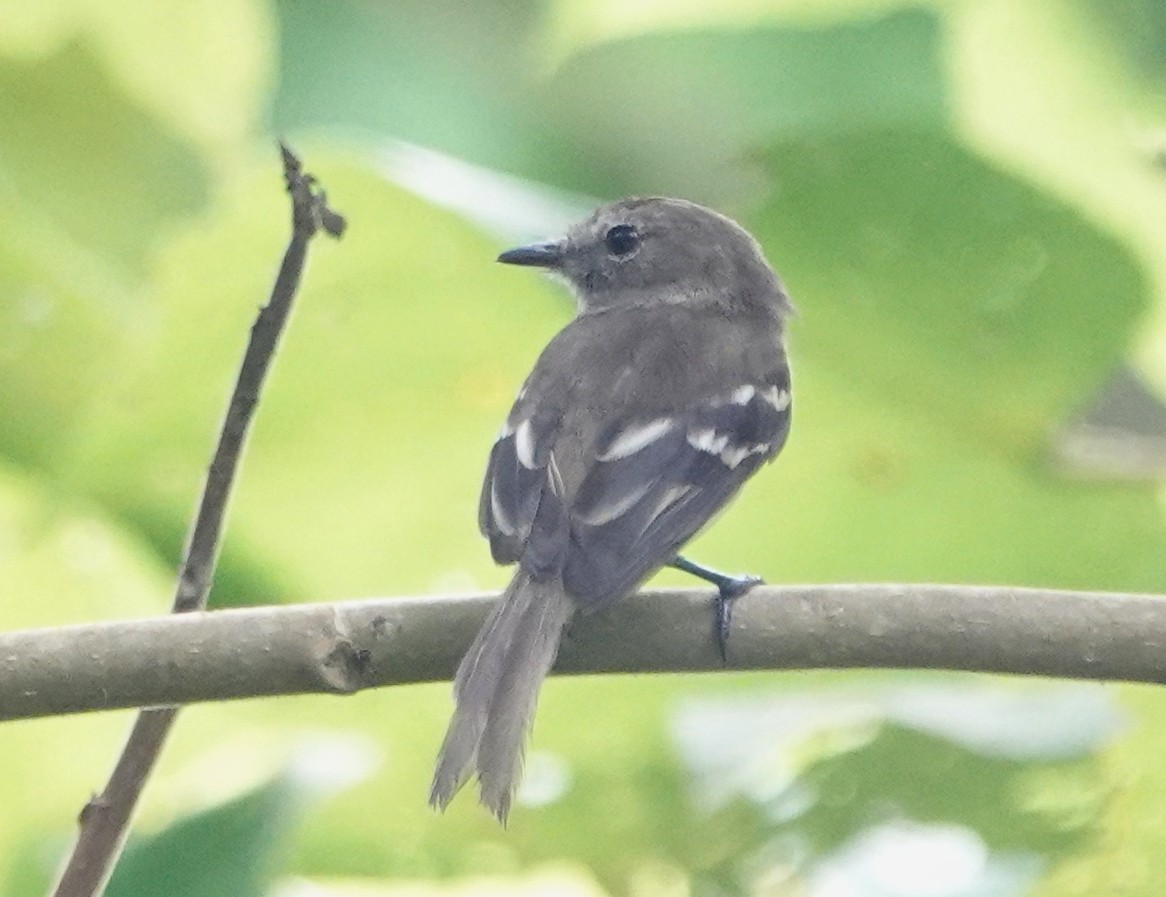 Olive-chested Flycatcher - ML617238660