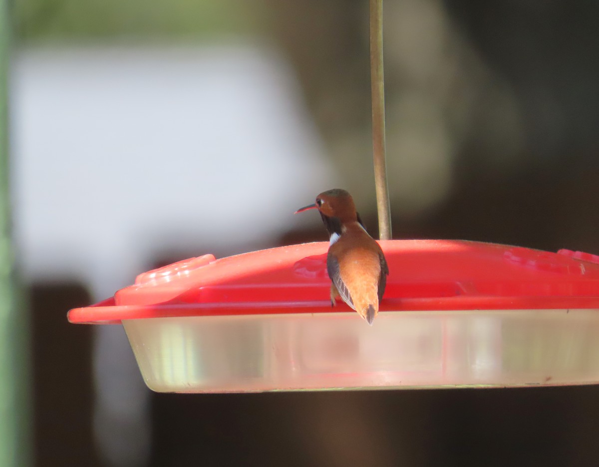 Rufous Hummingbird - ML617238838