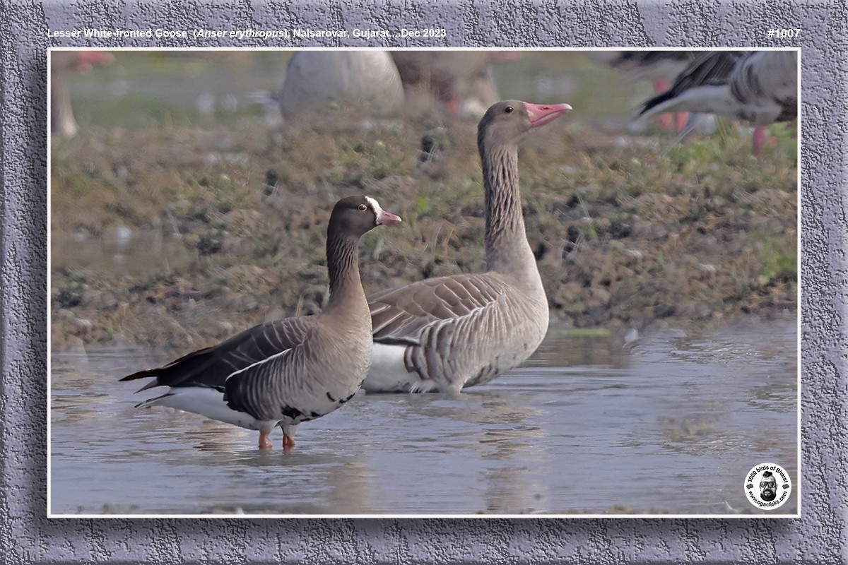 Lesser White-fronted Goose - ML617238874