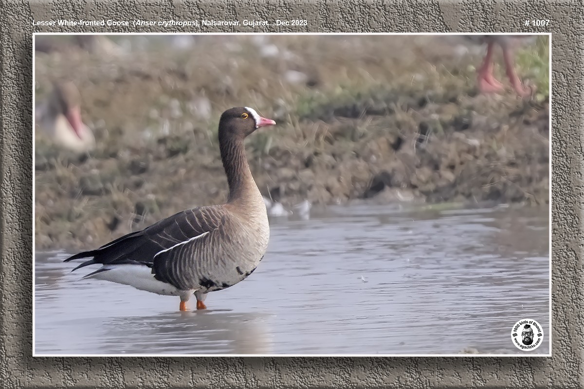 Lesser White-fronted Goose - ML617238875