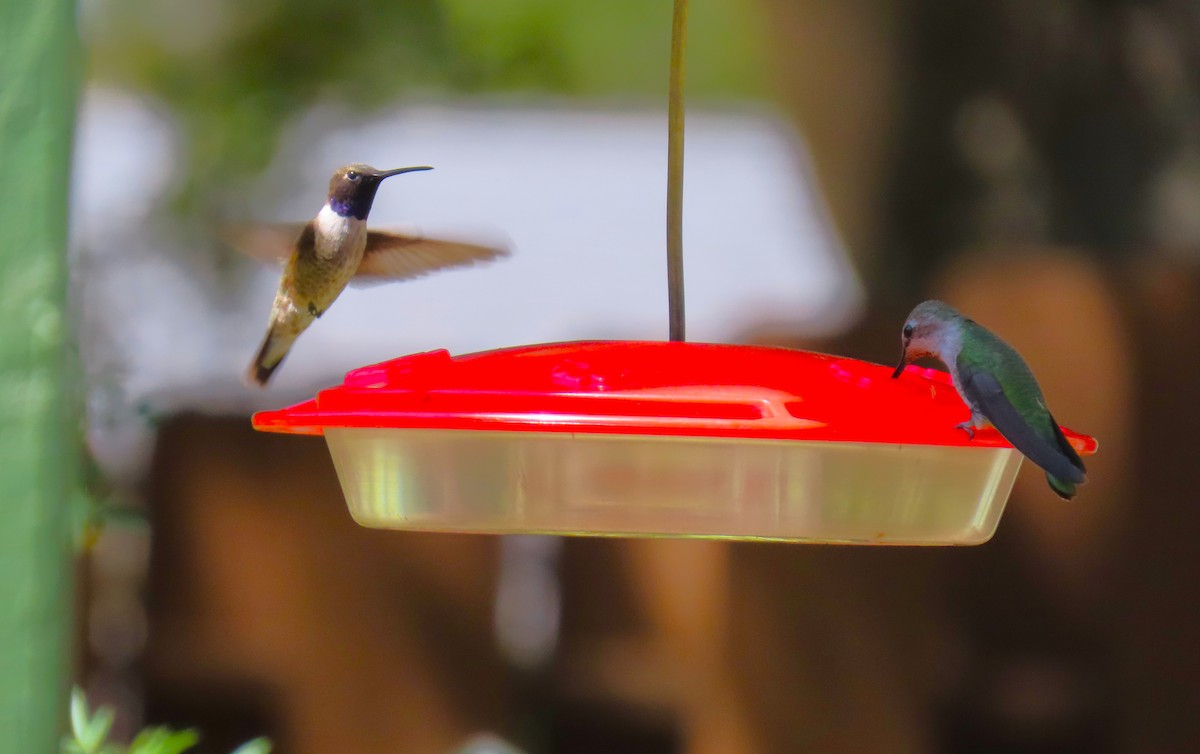 Black-chinned Hummingbird - ML617238876