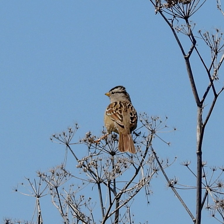 White-crowned Sparrow - ML617238878