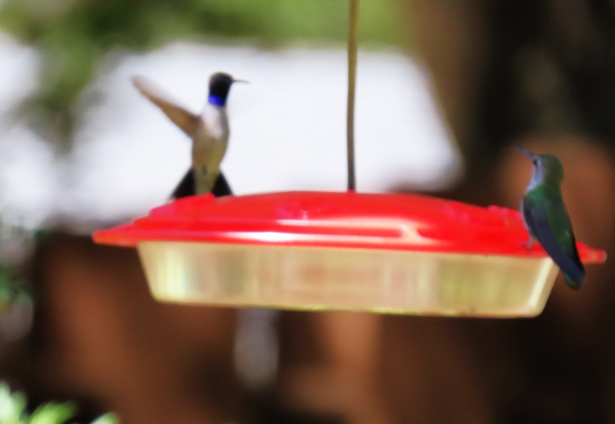 Black-chinned Hummingbird - ML617238881