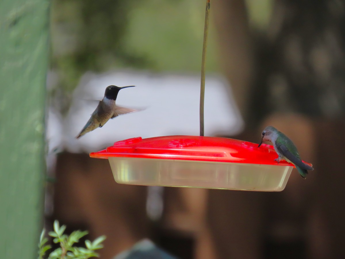 Black-chinned Hummingbird - ML617238886