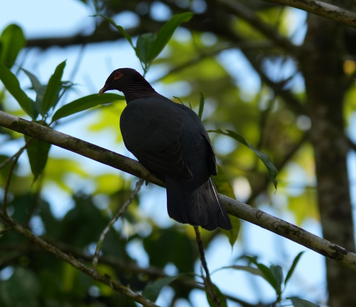 Scaly-naped Pigeon - ML617238934
