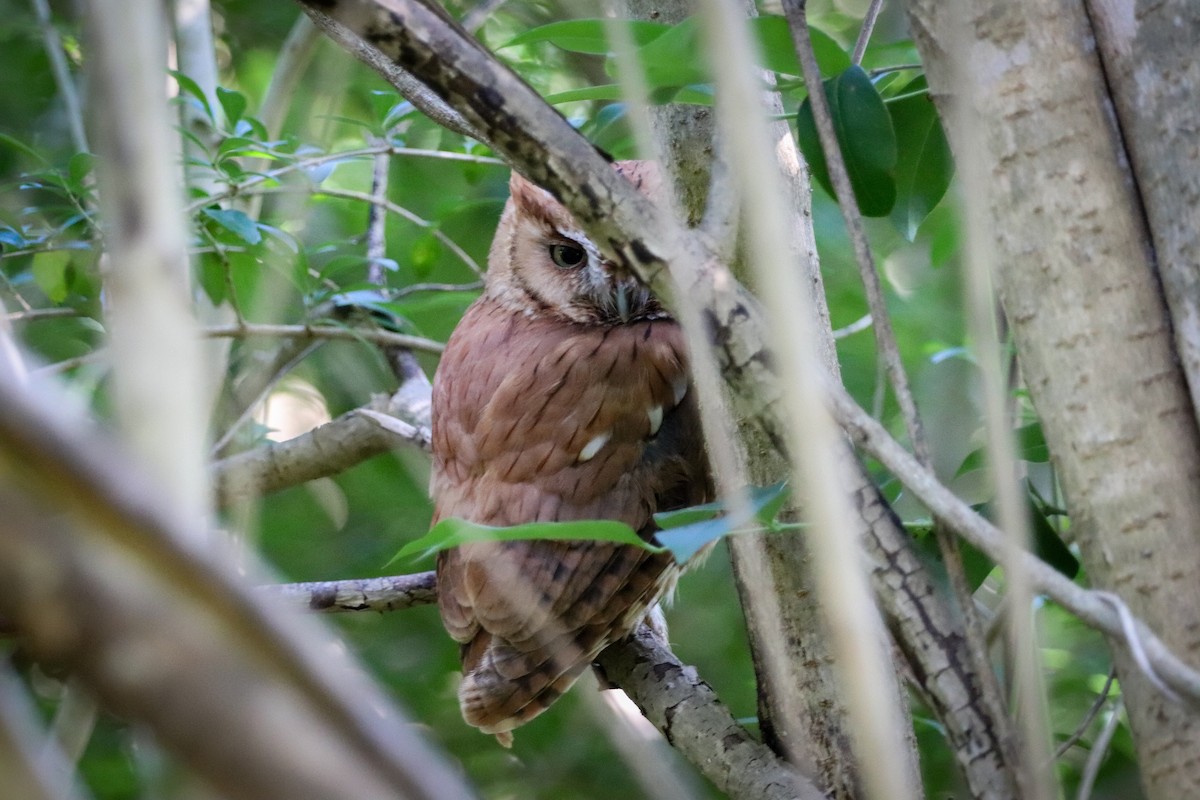 Eastern Screech-Owl - Aeris  Clarkson