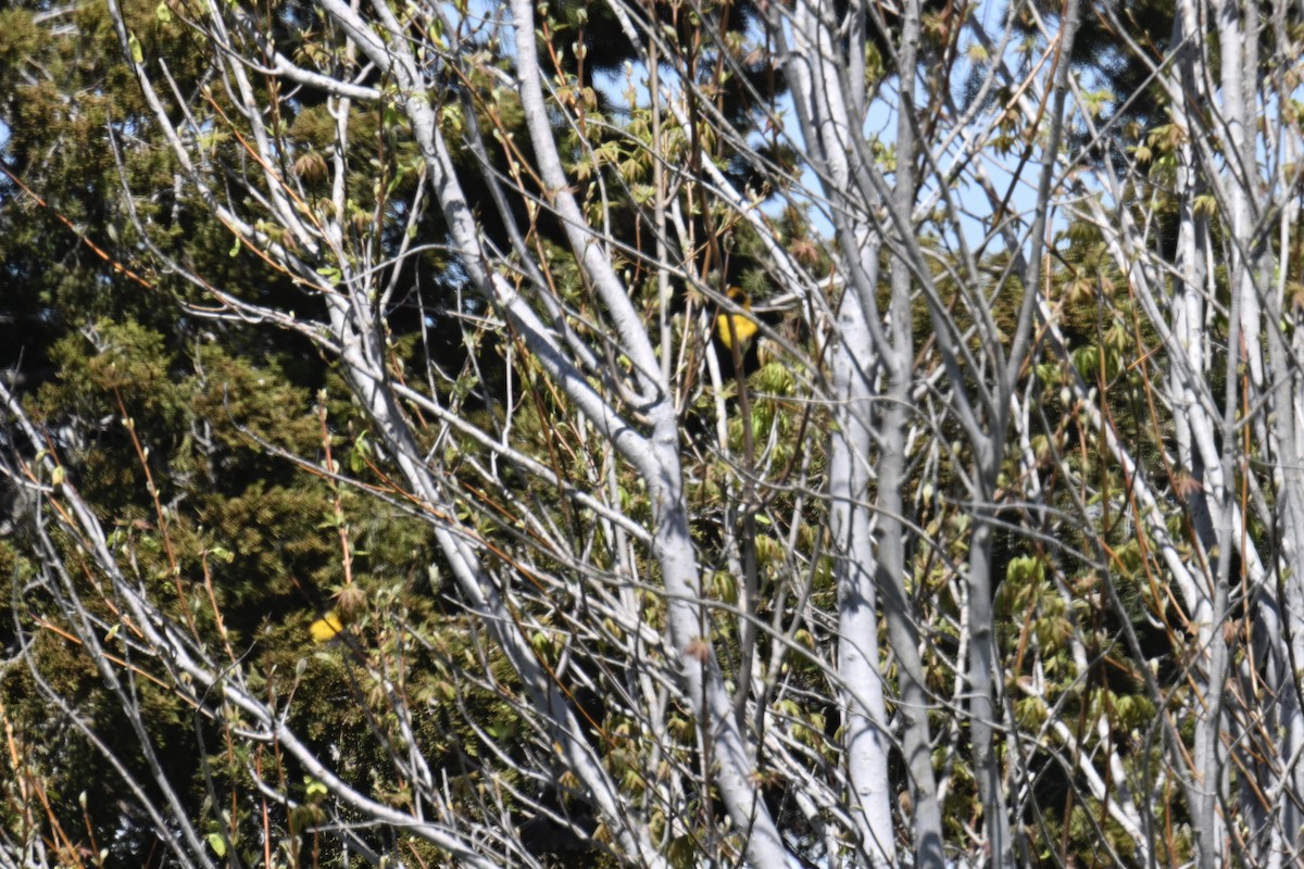 Yellow-headed Blackbird - ML617238998