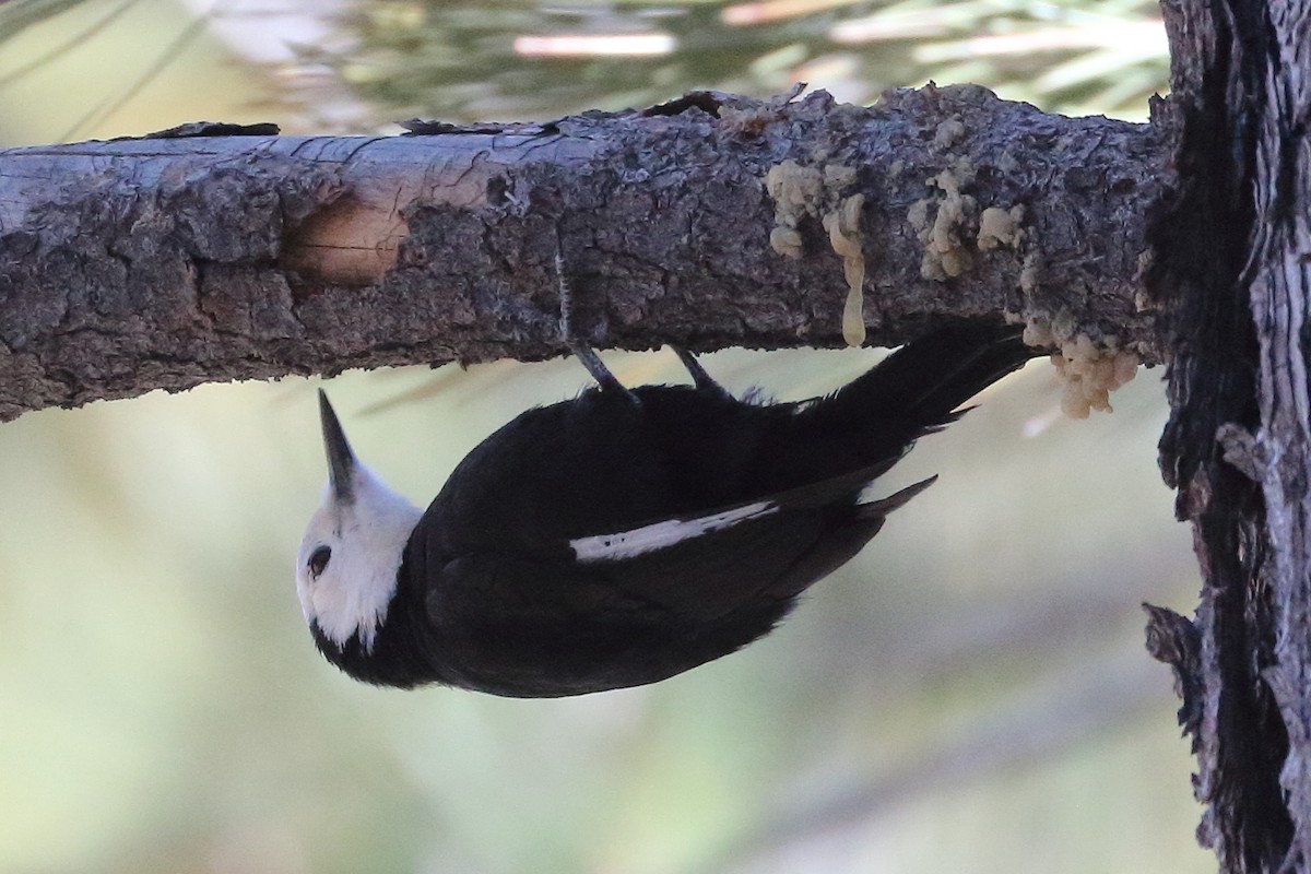 White-headed Woodpecker - Jeffrey Fenwick