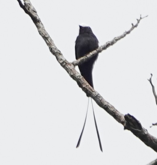 Long-tailed Tyrant - Peter Blancher