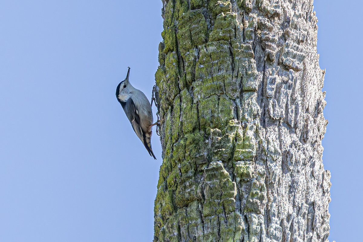 White-breasted Nuthatch - ML617239160