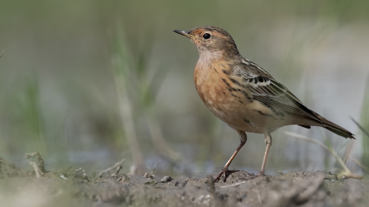 Red-throated Pipit - ML617239180