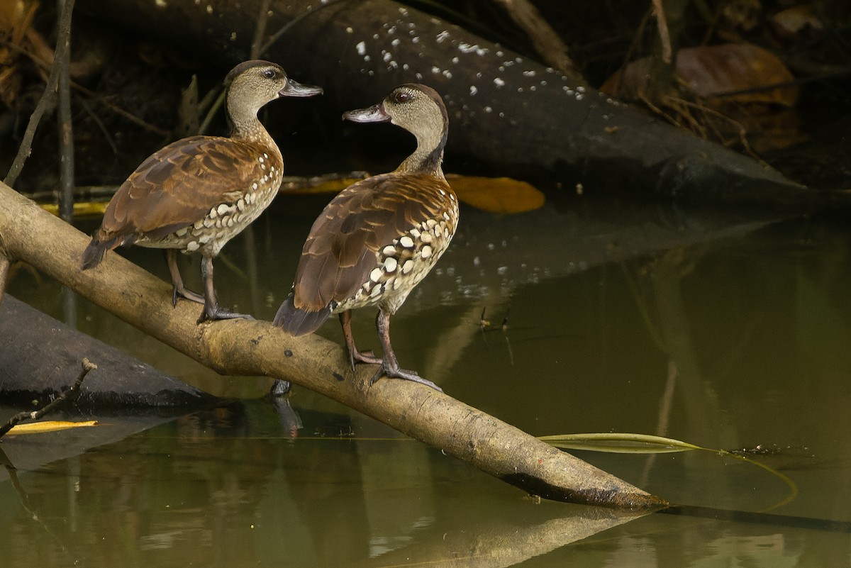 Spotted Whistling-Duck - ML617239198