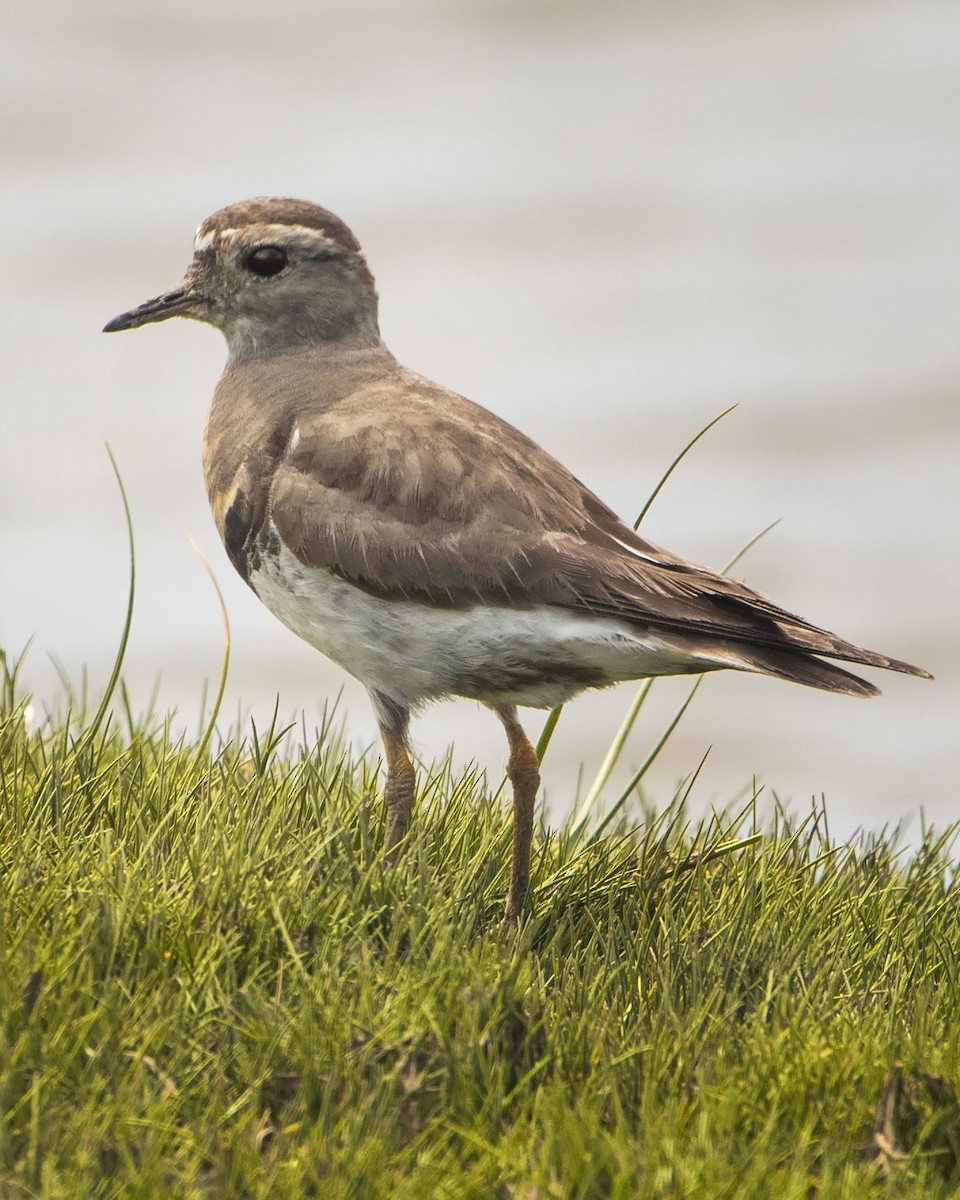 Rufous-chested Dotterel - ML617239219
