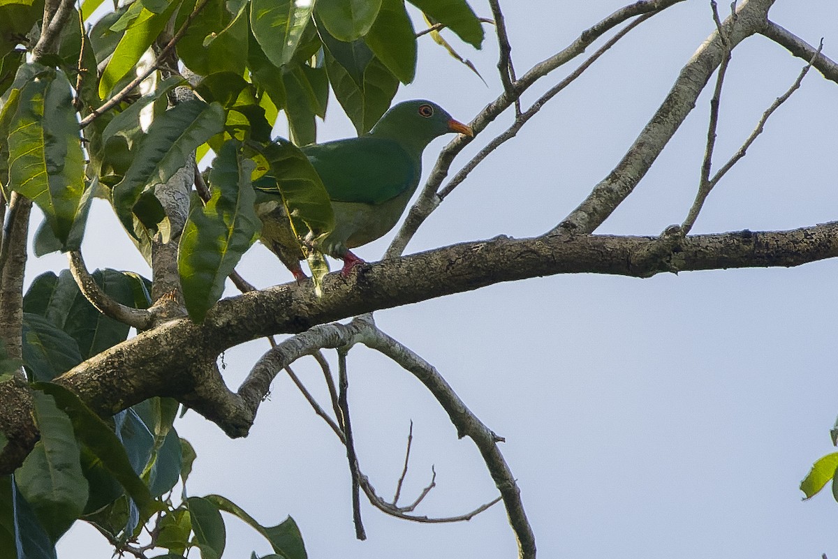 Claret-breasted Fruit-Dove - ML617239373