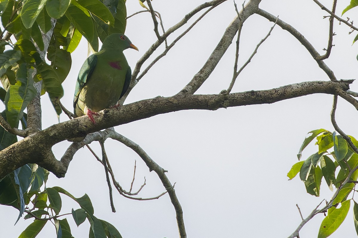 Claret-breasted Fruit-Dove - ML617239375