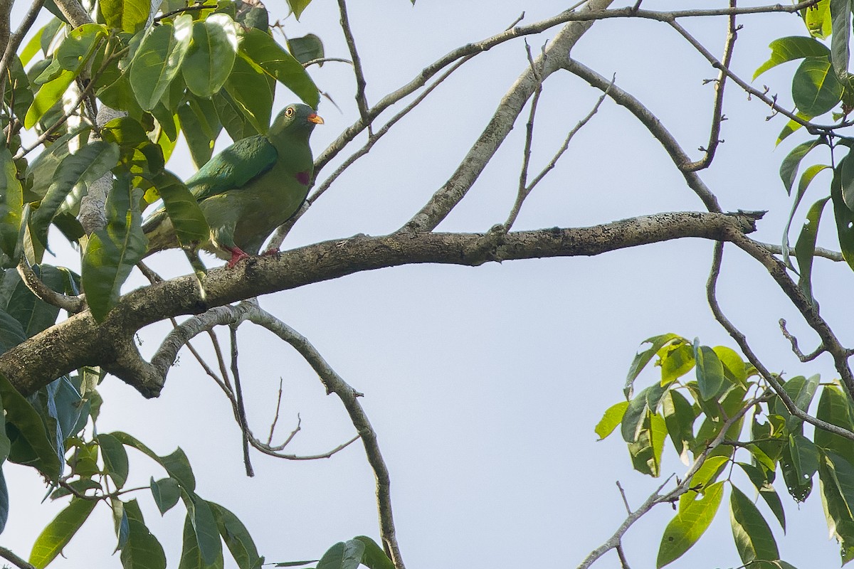 Claret-breasted Fruit-Dove - ML617239376