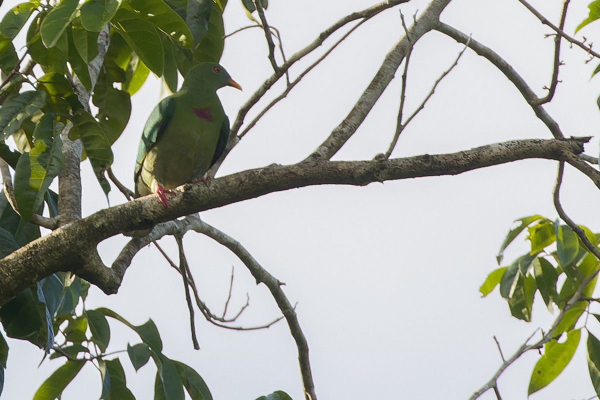 Claret-breasted Fruit-Dove - ML617239378