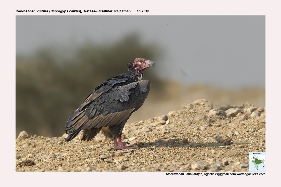 Red-headed Vulture - ML617239478