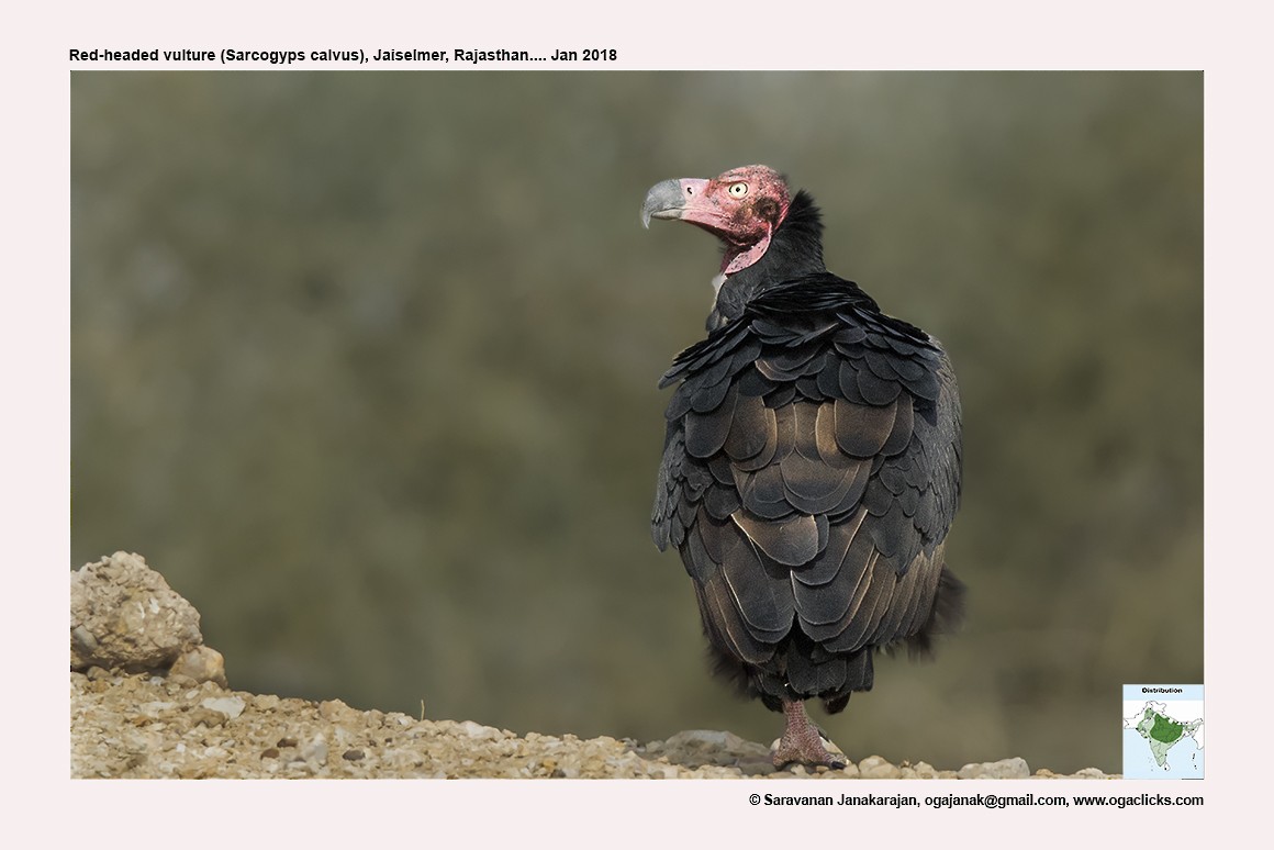 Red-headed Vulture - ML617239487
