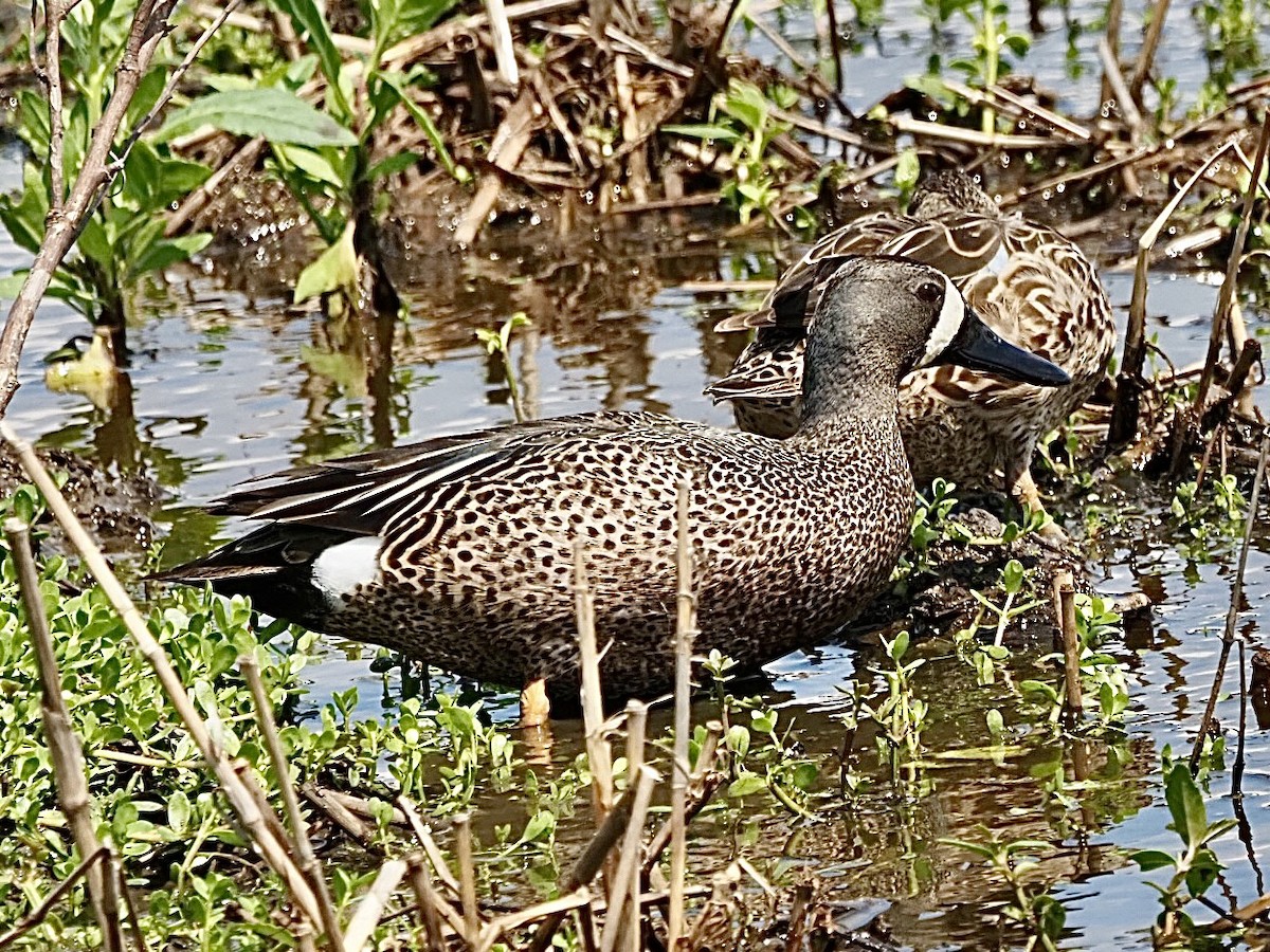 Blue-winged Teal - ML617239494