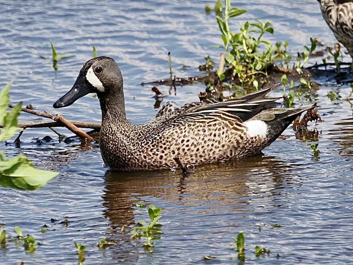 Blue-winged Teal - ML617239495