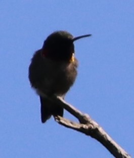 Ruby-throated Hummingbird - ML617239501