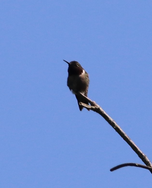 Ruby-throated Hummingbird - ML617239502