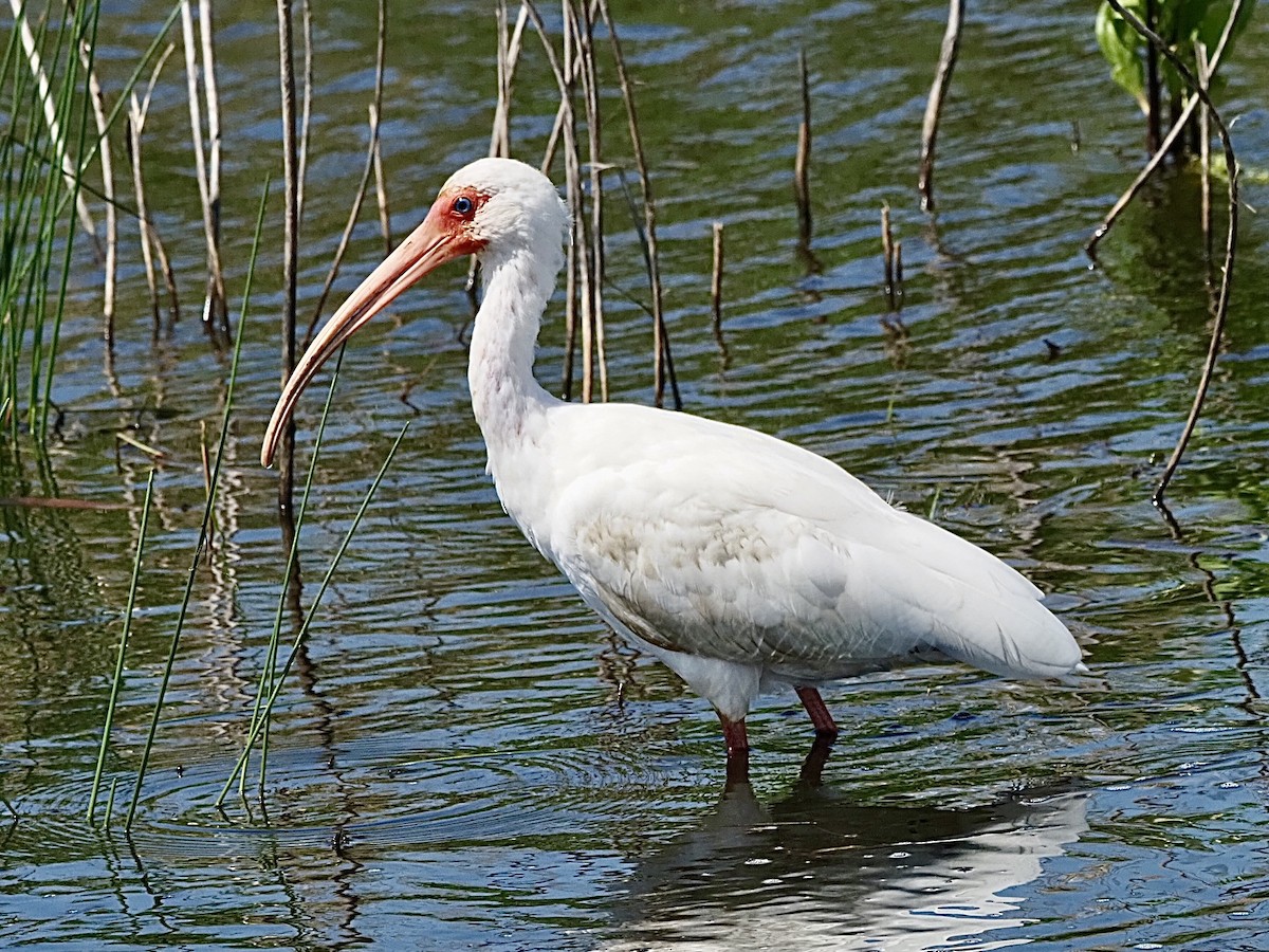 ibis bílý - ML617239557