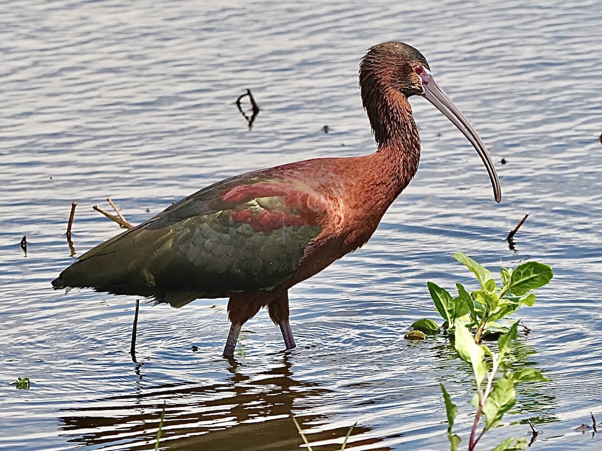 ibis hnědý - ML617239589