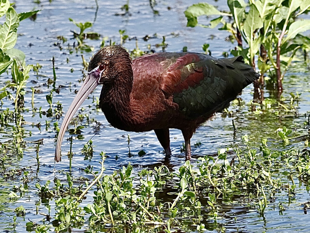 ibis hnědý - ML617239590
