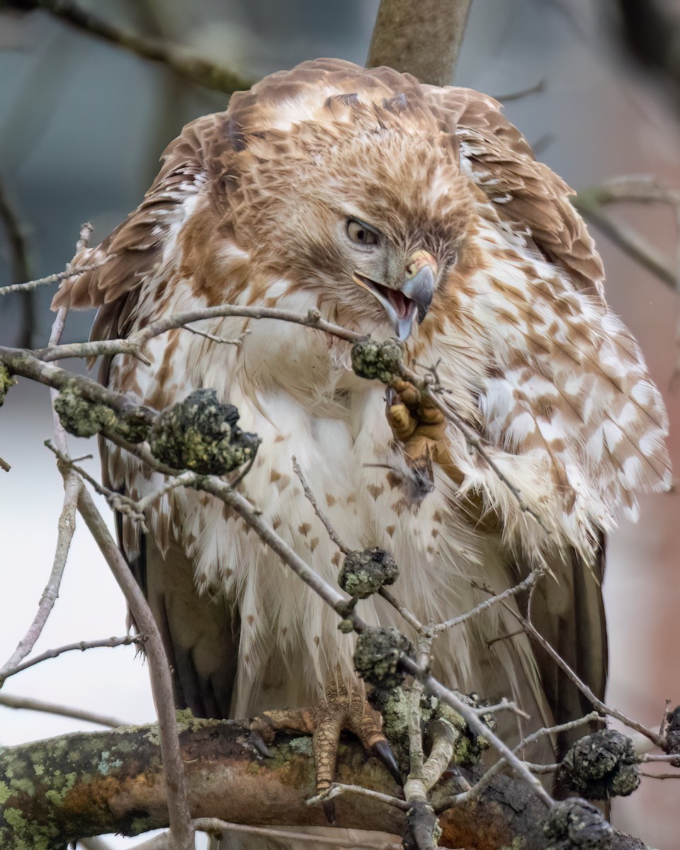 Red-tailed Hawk - ML617239692