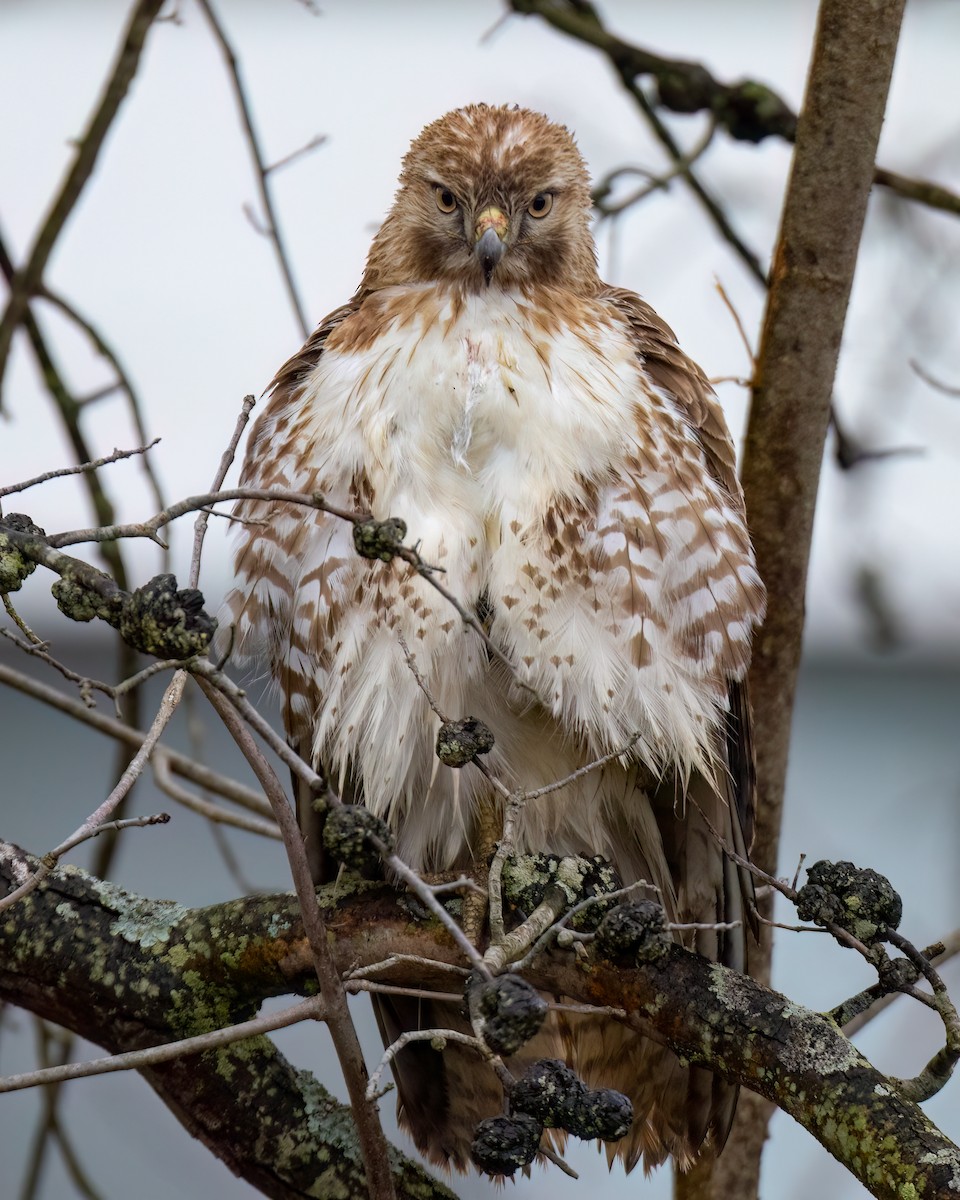 Red-tailed Hawk - ML617239694