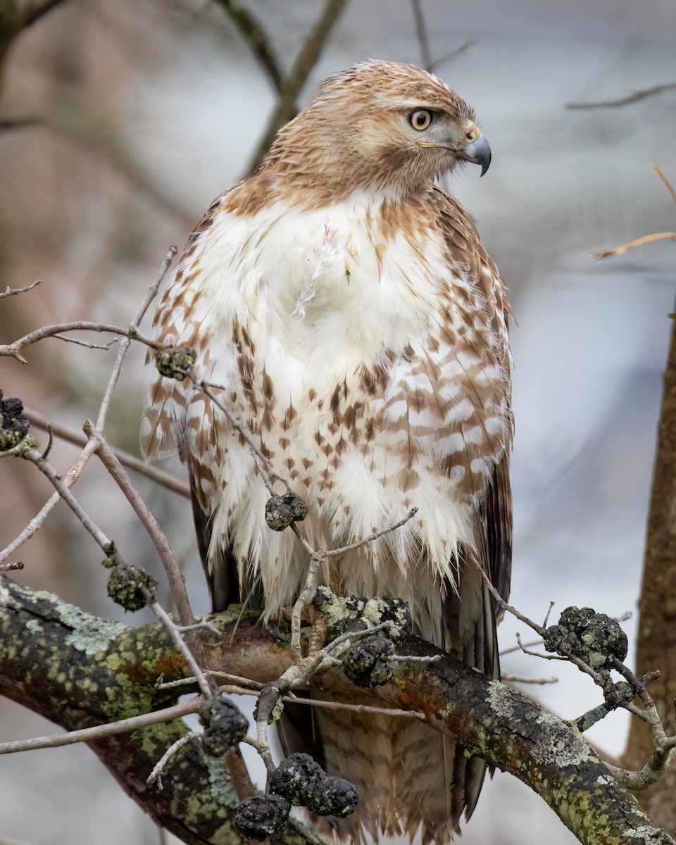 Red-tailed Hawk - ML617239695