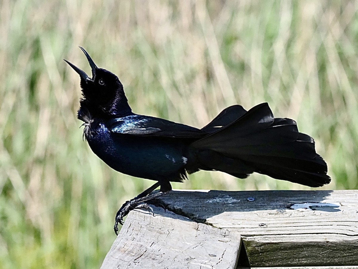 Boat-tailed Grackle - ML617239754