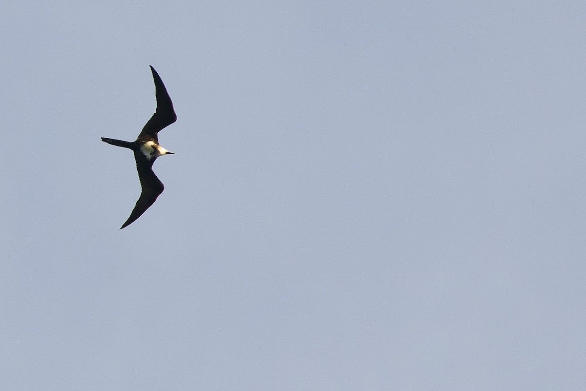 Lesser Frigatebird (Lesser) - ML617239840
