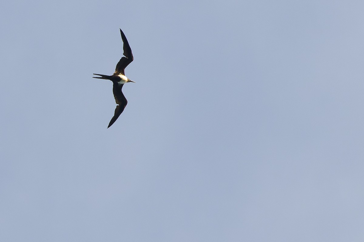 Lesser Frigatebird (Lesser) - ML617239843