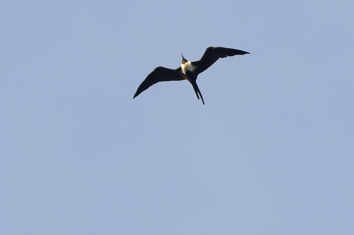 Lesser Frigatebird (Lesser) - ML617239845