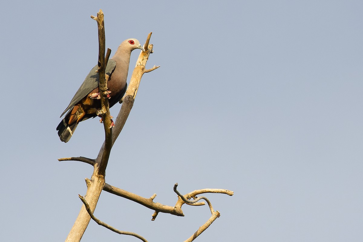 Pinon's Imperial-Pigeon (Gray-headed) - ML617239847