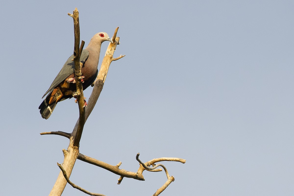 Pinon's Imperial-Pigeon (Gray-headed) - ML617239848