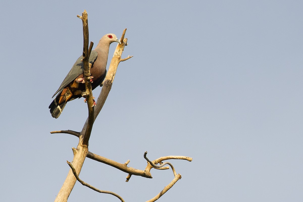 Pinon's Imperial-Pigeon (Gray-headed) - ML617239849