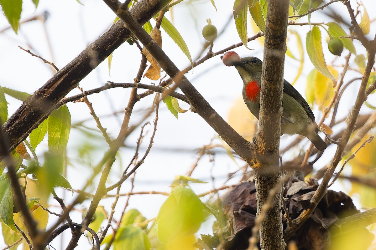Olive-crowned Flowerpecker - ML617239944