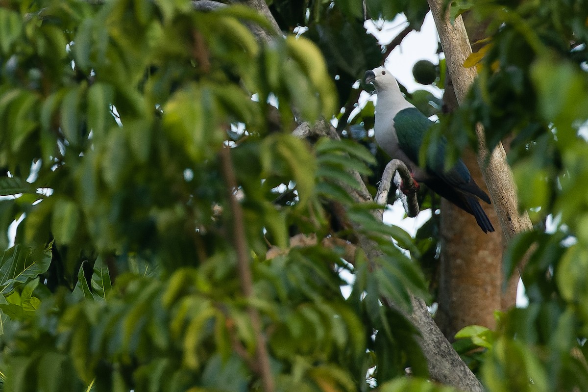 holub papuánský - ML617239952