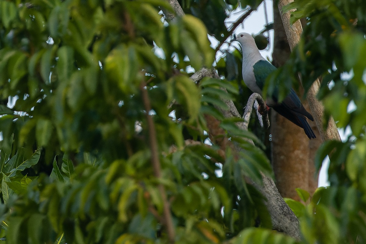 holub papuánský - ML617239954